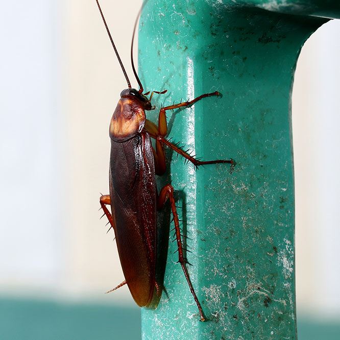 Cockroach Control | ProServ Cockroach Protection In Sacramento, CA