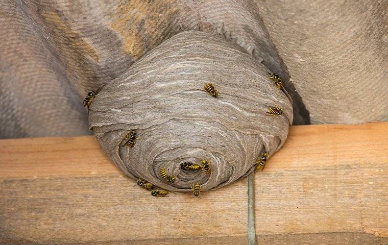 A Handy Wasp Prevention Guide For Sacramento Homeowners